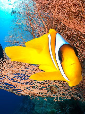 Immersioni nel Mar Rosso, Egitto | Alpitour