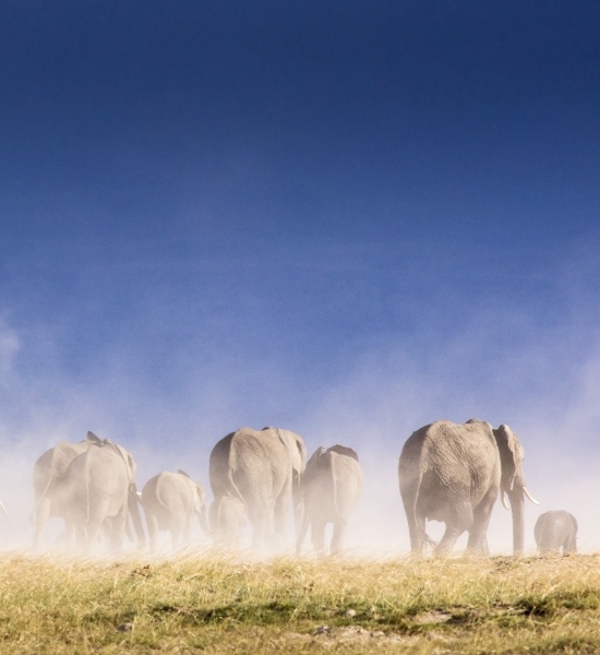 Safari in Kenya